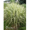 Miskant chiński 'Variegatus' | Miscanthus sinensis