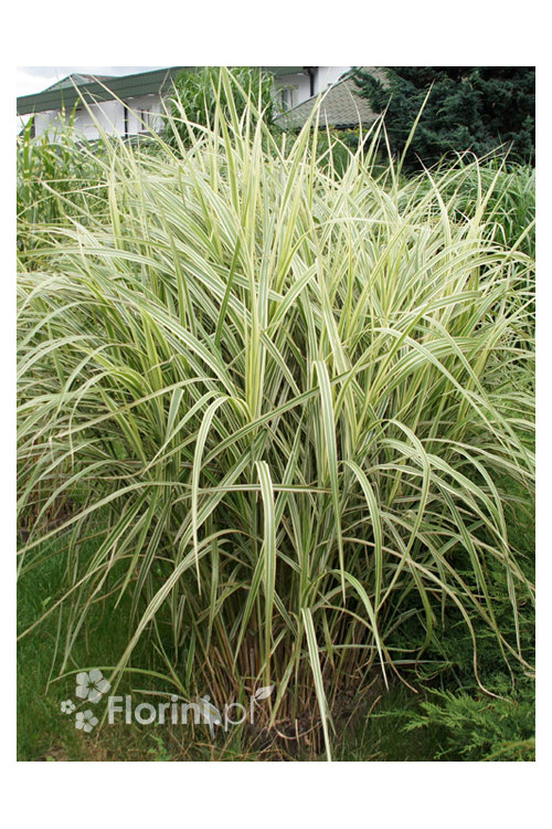 Miskant chiński 'Variegatus' | Miscanthus sinensis