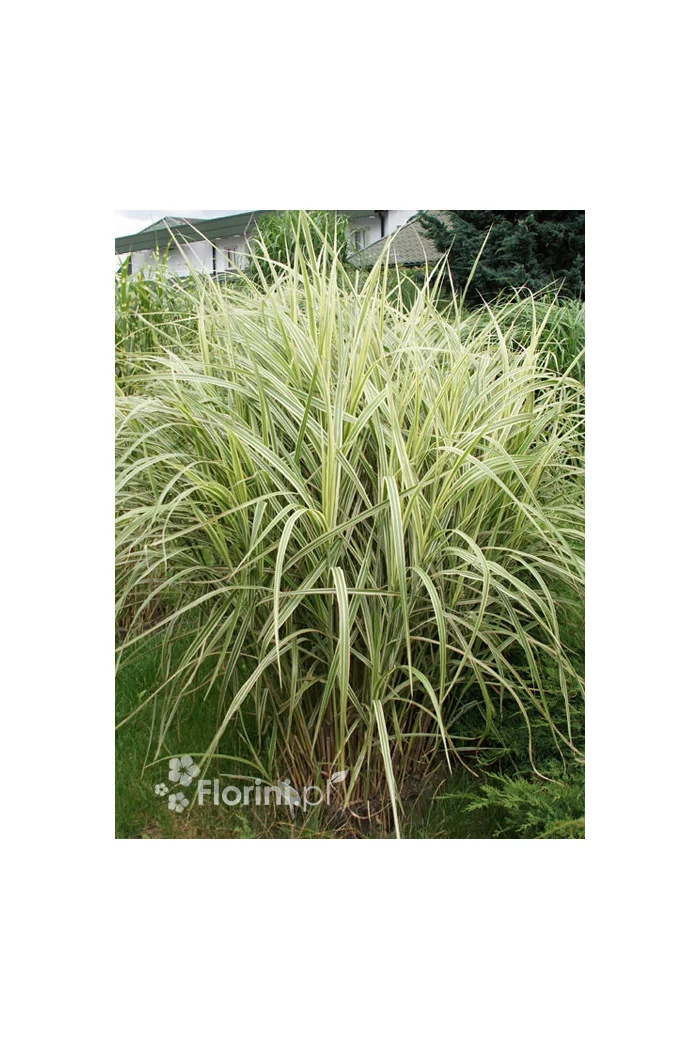 Miskant chiński 'Variegatus' | Miscanthus sinensis