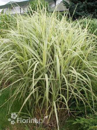 Miskant chiński 'Variegatus' | Miscanthus sinensis
