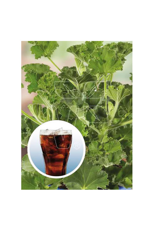 pelargonia zapachowa, pelargonia o zapachu coli