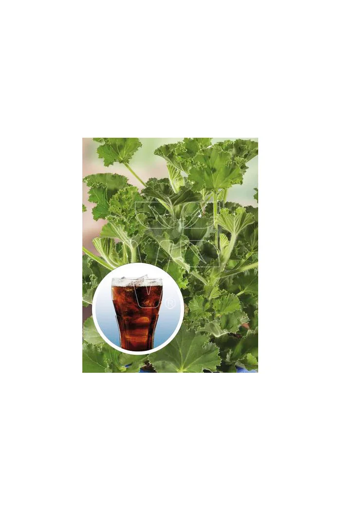 pelargonia zapachowa, pelargonia o zapachu coli