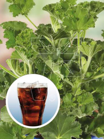 pelargonia zapachowa, pelargonia o zapachu coli