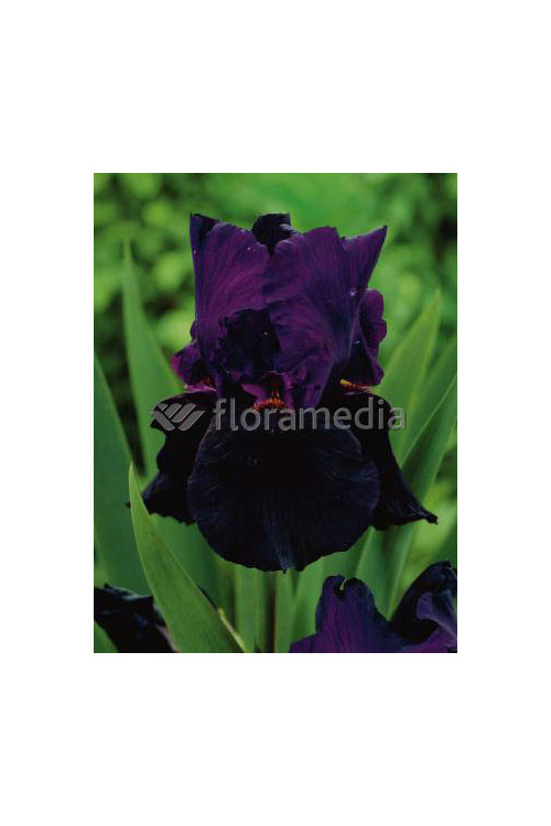Kosaciec (Irys) prążkowany 'Black Form' | Iris chrysographes