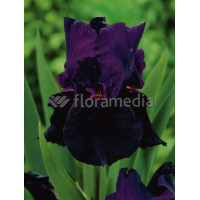 Kosaciec (Irys) prążkowany 'Black Form' | Iris chrysographes