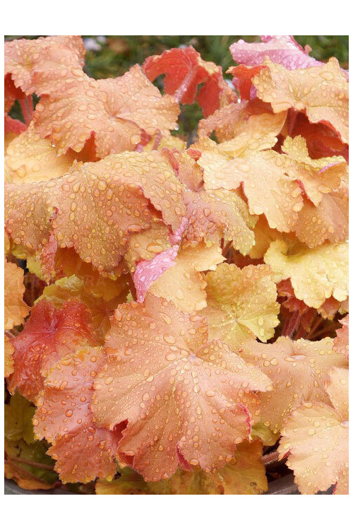 Żurawka 'Kassandra' | Heuchera