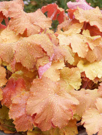 Żurawka 'Kassandra' | Heuchera