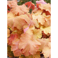 Żurawka 'Kassandra' | Heuchera