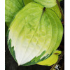 Funkia 'Paradise Island' Hosta
