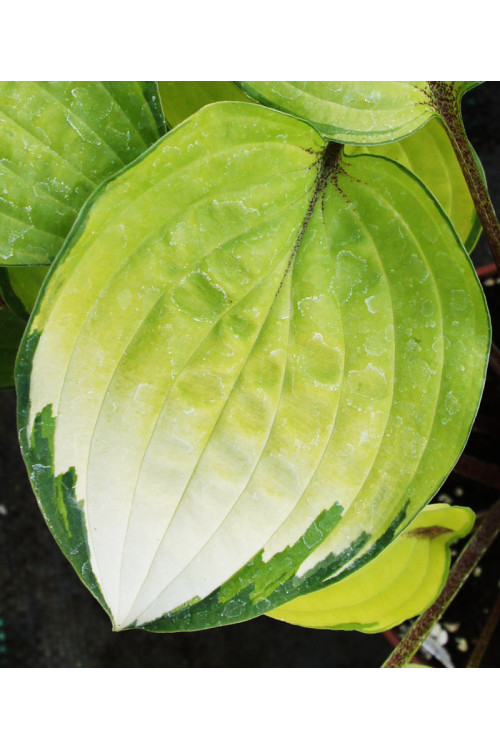 Funkia 'Paradise Island' Hosta