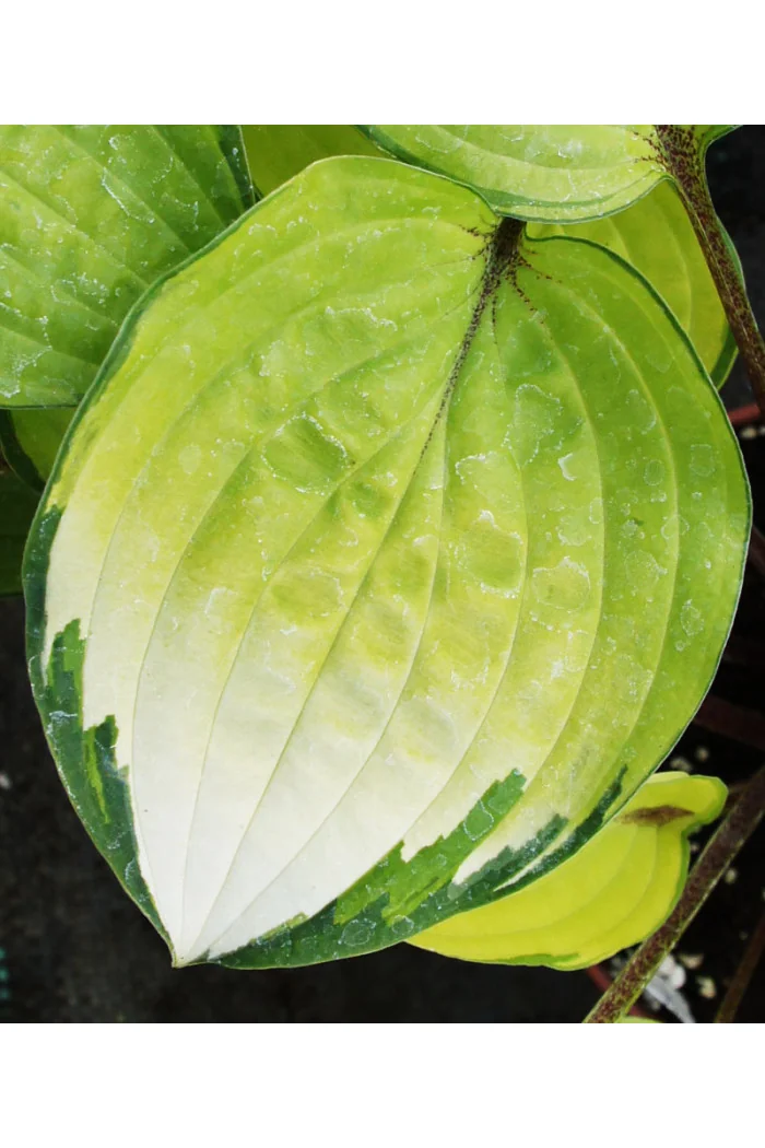 Funkia 'Paradise Island' Hosta