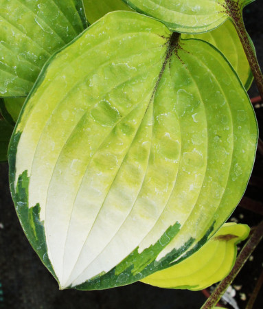Funkia 'Paradise Island' Hosta