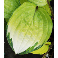 Funkia 'Paradise Island' Hosta