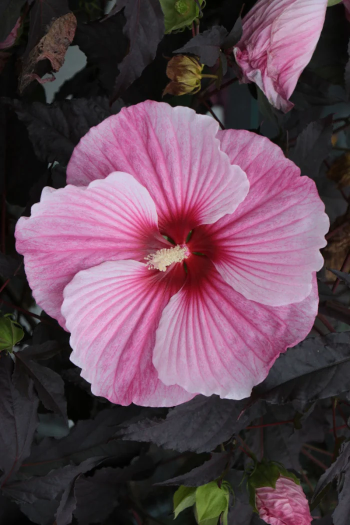 Hibiskus Summerific 'Starry Night' | Hibiscus