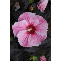 Hibiskus Summerific 'Starry Night' | Hibiscus