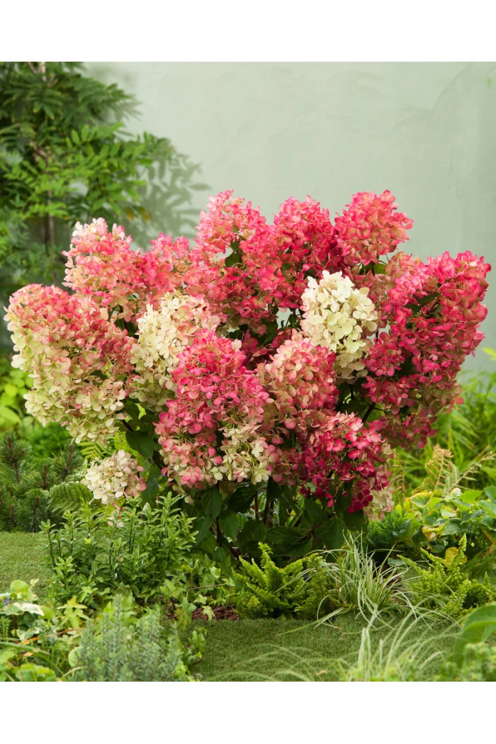 Hortensja bukietowa 'Sundae Fraise' | Hydrangea paniculata