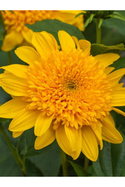 Słonecznik 'Double Whammy' Helianthus
