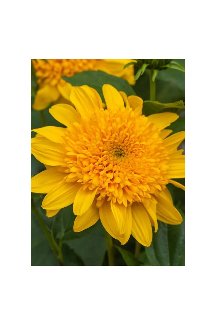 Słonecznik 'Double Whammy' Helianthus