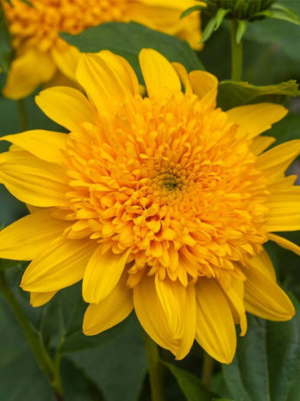 Słonecznik 'Double Whammy' Helianthus