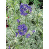 Wielosił 'Snow and Sapphires' Polemonium