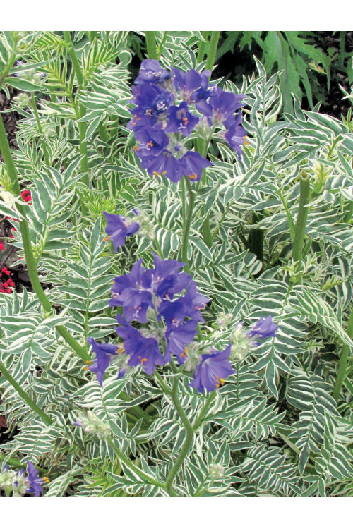 Wielosił 'Snow and Sapphires' Polemonium