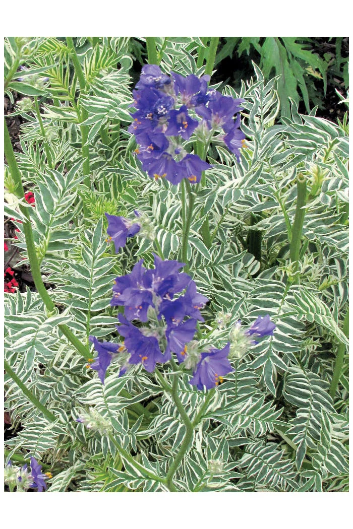Wielosił 'Snow and Sapphires' Polemonium