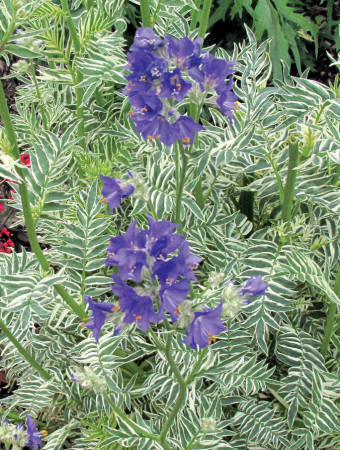 Wielosił 'Snow and Sapphires' Polemonium