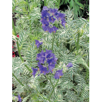 Wielosił 'Snow and Sapphires' Polemonium