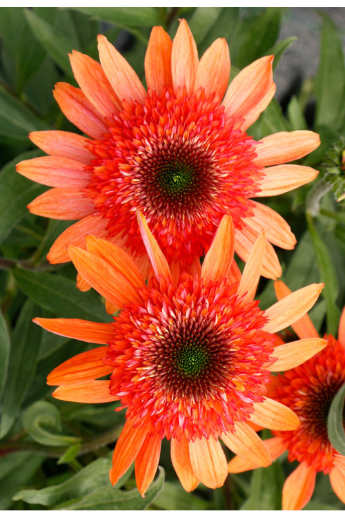 Jeżówka 'Cara Mia Coral' | Echinacea 