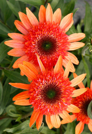 Jeżówka 'Cara Mia Coral' | Echinacea 