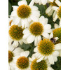 Jeżówka purpurowa 'Pow Wow White' | Echinacea purpurea
