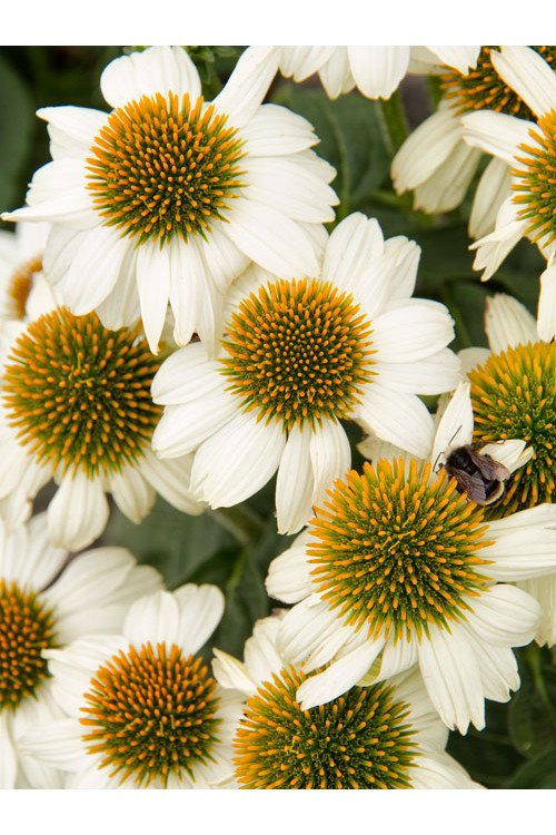 Jeżówka purpurowa 'Pow Wow White' | Echinacea purpurea