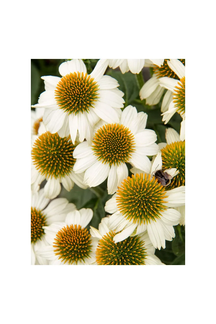 Jeżówka purpurowa 'Pow Wow White' | Echinacea purpurea
