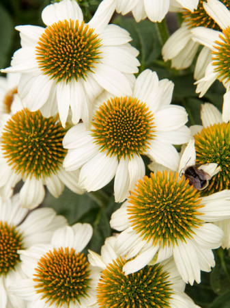 Jeżówka purpurowa 'Pow Wow White' | Echinacea purpurea