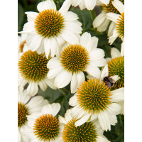 Jeżówka purpurowa 'Pow Wow White' | Echinacea purpurea