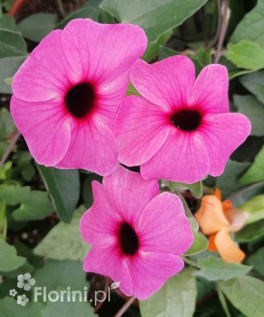 Tunbergia różowa Thunbergia