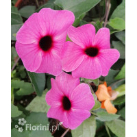 Tunbergia różowa Thunbergia