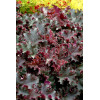 Żurawka 'Purple Petticoats' Heuchera