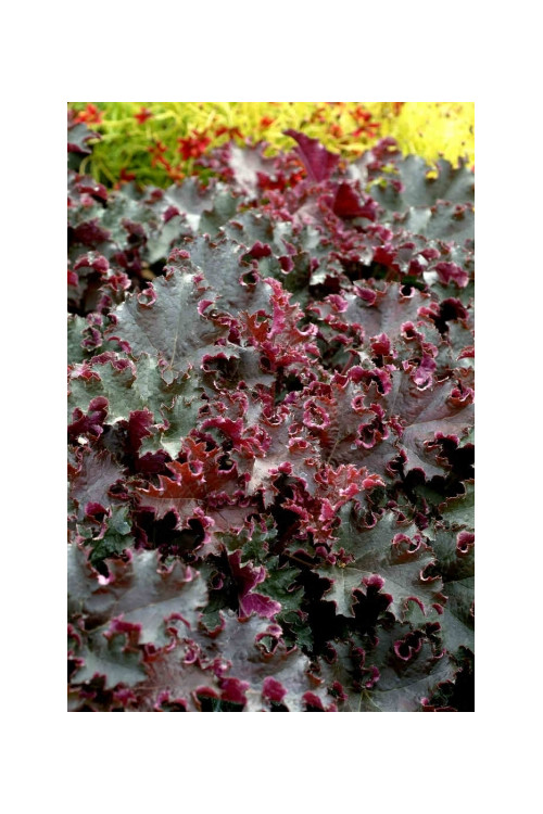 Żurawka 'Purple Petticoats' Heuchera