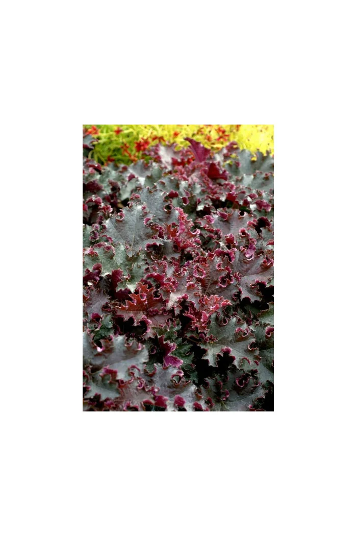 Żurawka 'Purple Petticoats' Heuchera