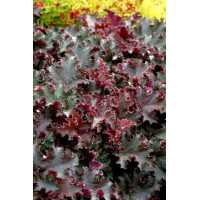 Żurawka 'Purple Petticoats' Heuchera