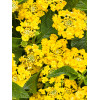 Lantana 'Yellow'