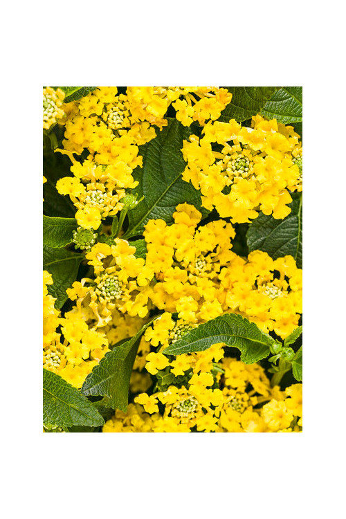 Lantana 'Yellow'