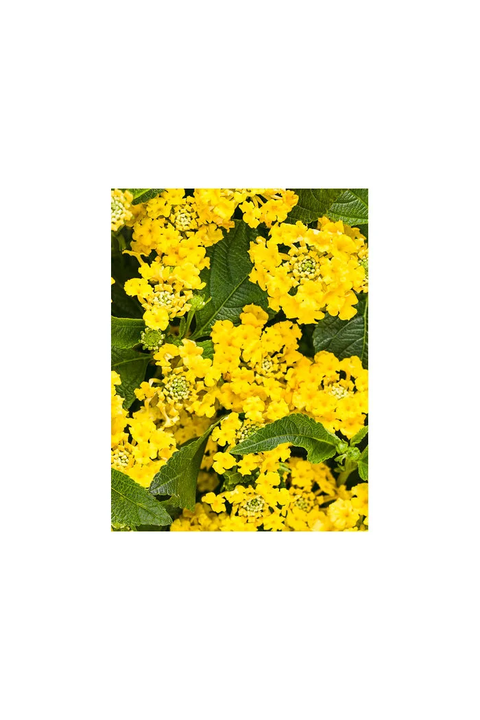 Lantana 'Yellow'