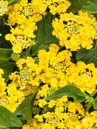 Lantana 'Yellow'