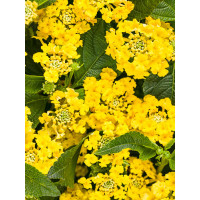Lantana 'Yellow'