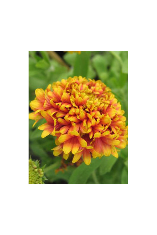 gailardia, gailardia dakota reville, gaillardia