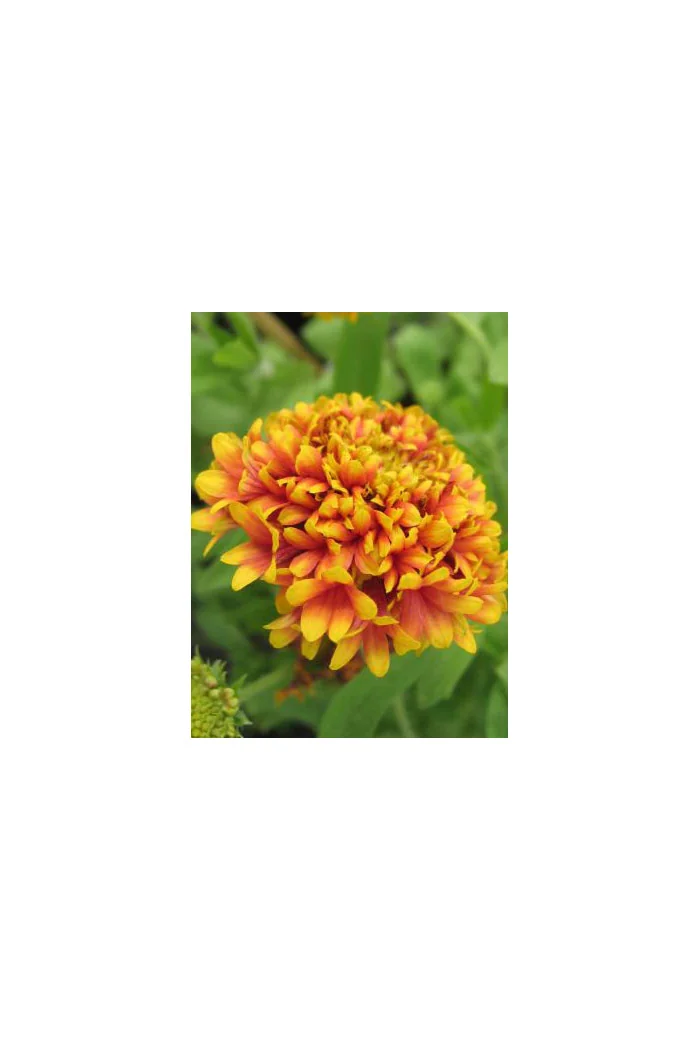 gailardia, gailardia dakota reville, gaillardia