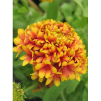 gailardia, gailardia dakota reville, gaillardia