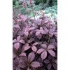 Rodgersja 'Chocolate Wings' Rodgersia pinnata